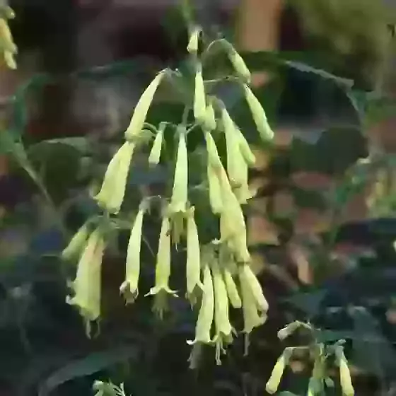 Phygelius x Rectus Moonraker Cape Fuchsia Figwort
